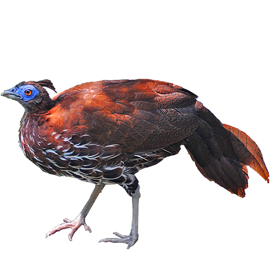 Lesser Bornean Crested